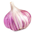 Fresh Red Garlic Bulb Provided